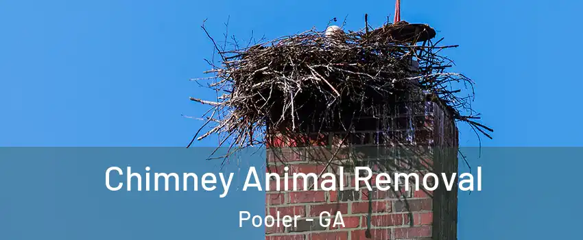  Chimney Animal Removal Pooler - GA