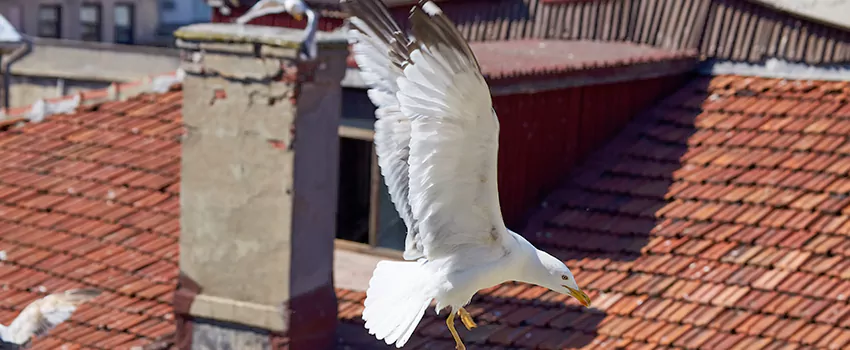 Residential Chimney Animal Removal Solution in Pooler, GA